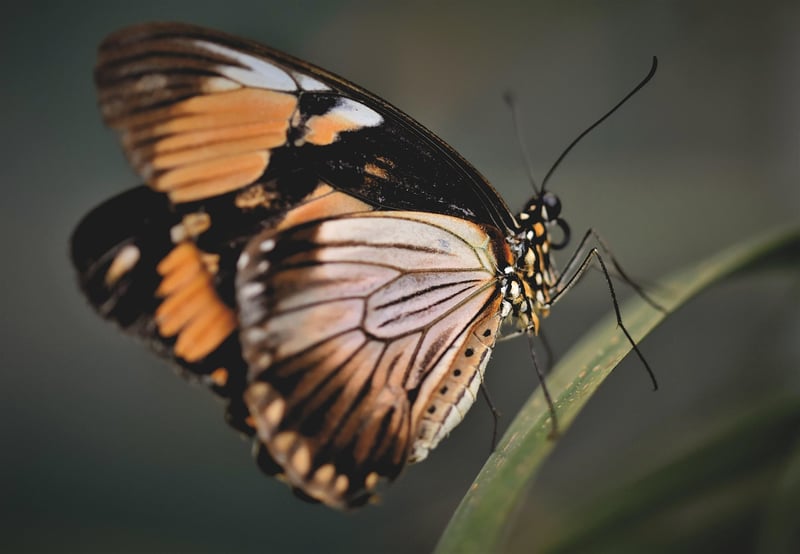Butterfly Effect Chronicles